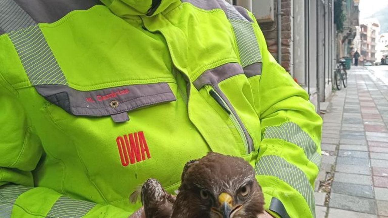 Ayancık'ta yaralı şahin vatandaşların duyarlılığıyla koruma altına alındı