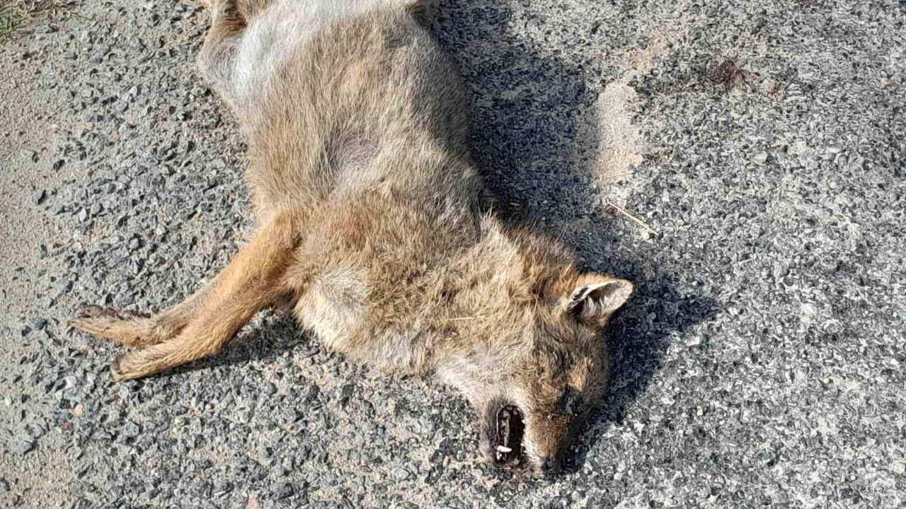Aydın Çine’de Araç Çarpan Tilki Telef Oldu