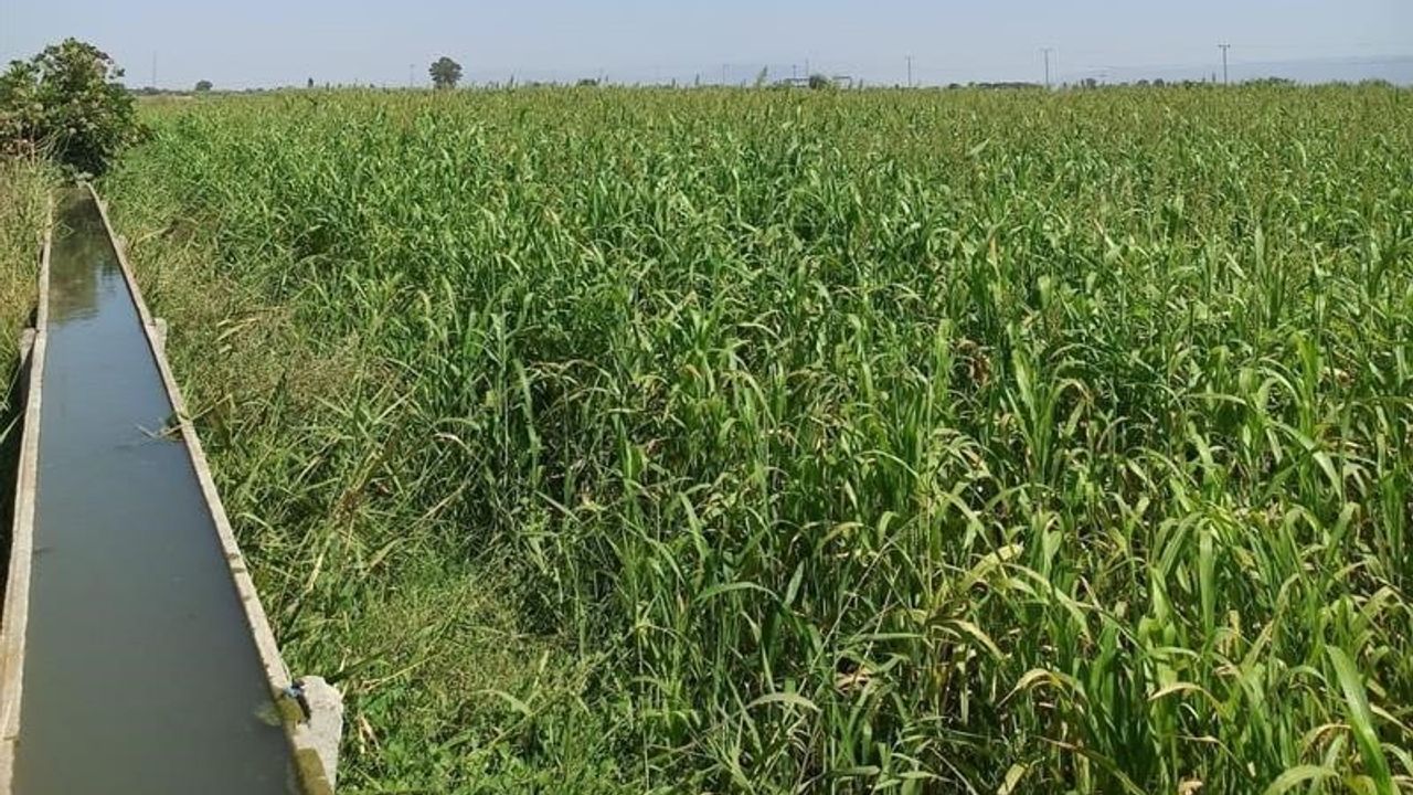 Aydın’da mera ıslahıyla kaba yem üretimi artırılıyor