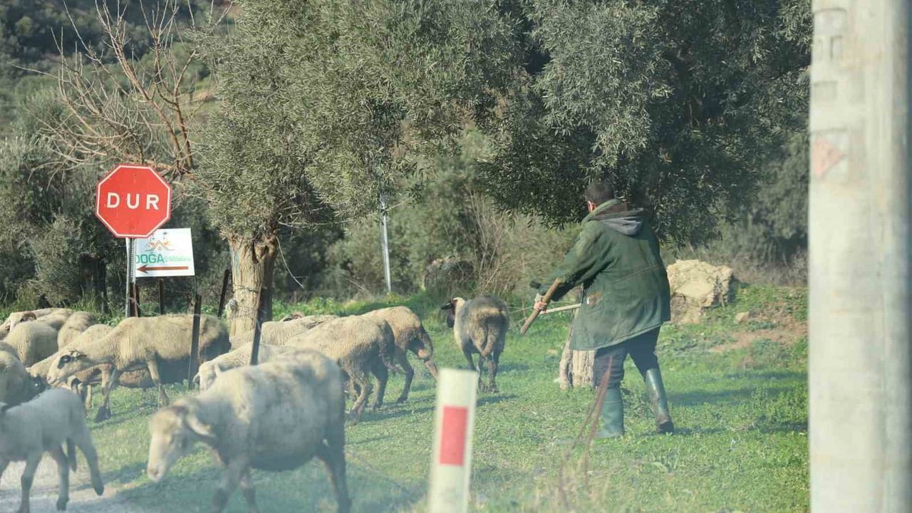 Aydın’da sürüler meralara döndü, çobanlar Kurban Bayramı hazırlığında