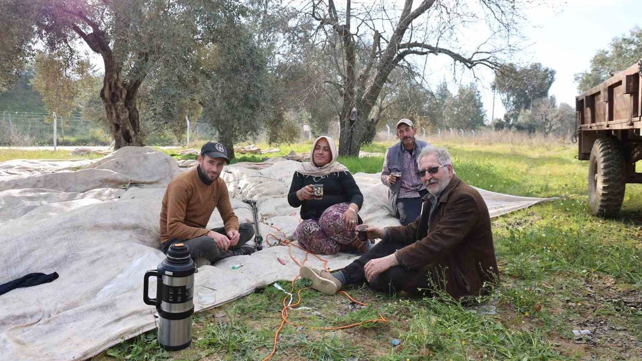 Aydın Efeler'de zeytin hasadı piknik havasında