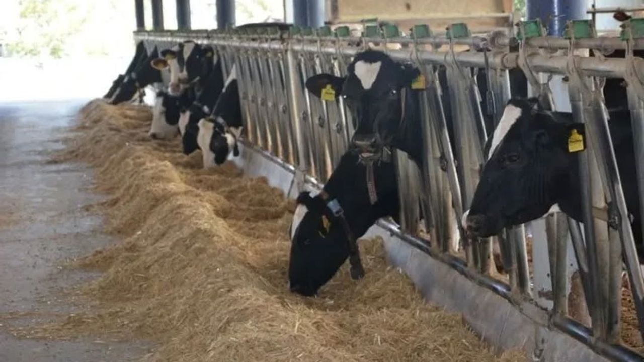 Aydın hayvancılıkta öne çıktı: 2025 verileri