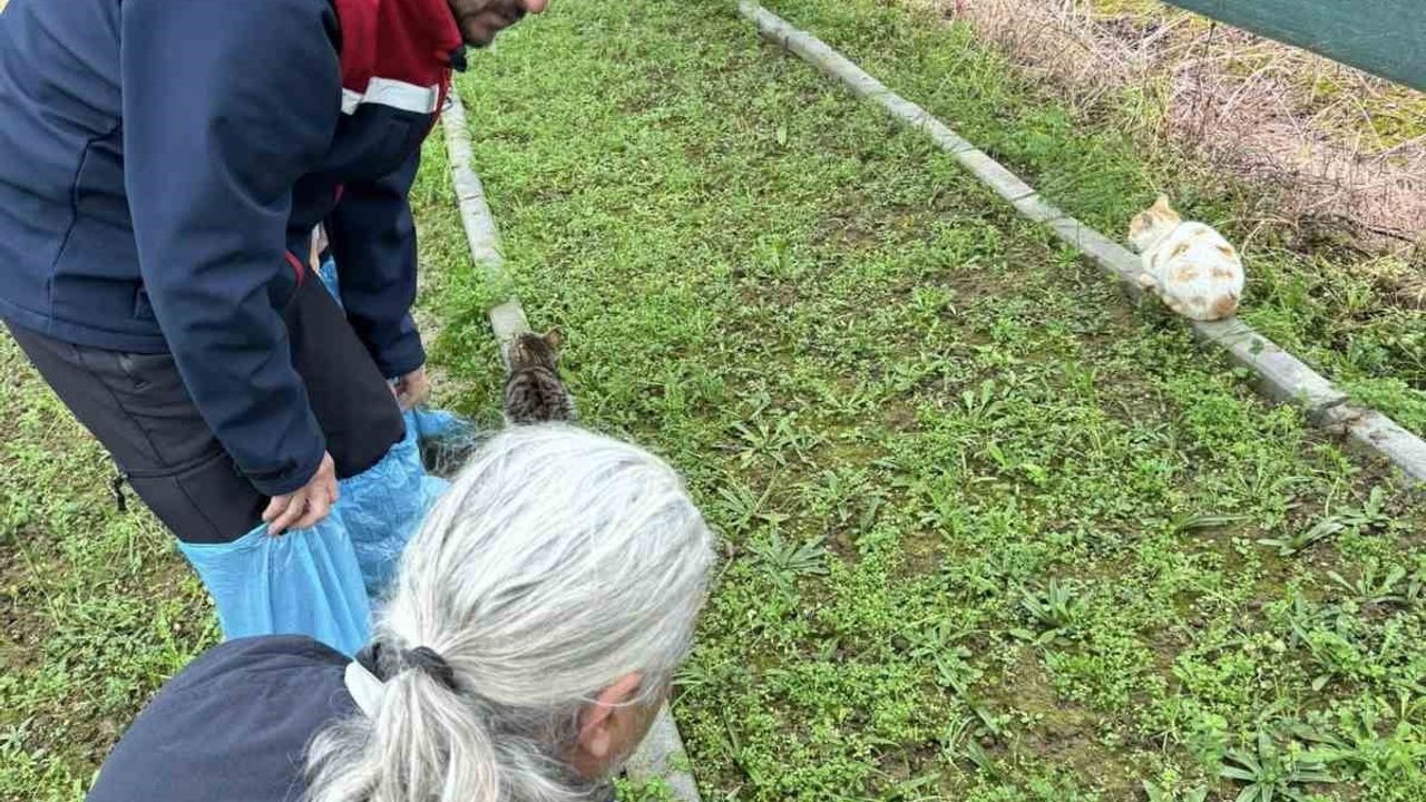 Aydın Kızılcaköy'de salep orkidesi üretimi büyüyor