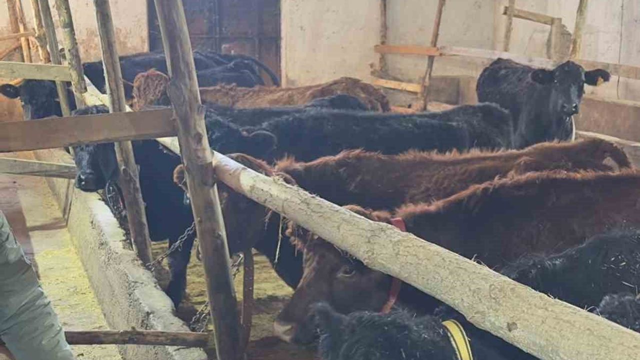 Aydıntepe’de Kırsalda Bereket Projesiyle Düve Teslimatları Sürüyor