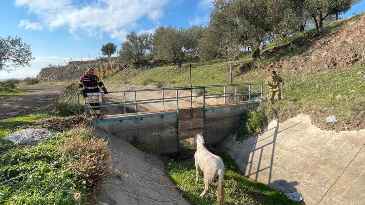 Ayvalık'ta su kanalına düşen at itfaiye ekipleri tarafından kurtarıldı