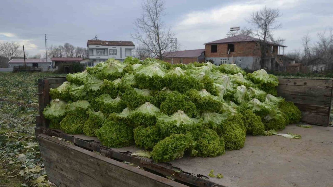 Bafra Ovası'nda 570 dekar marul üretiminde fiyat düşüşü üreticiyi zorluyor