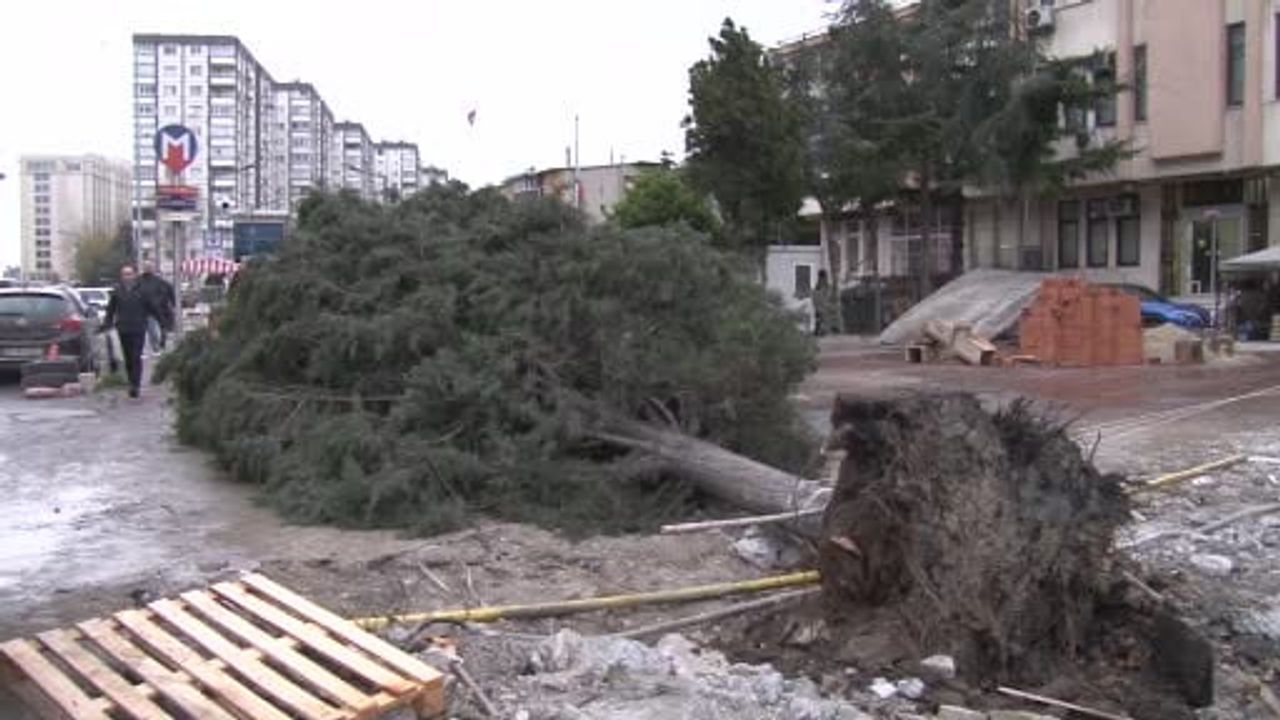 Bahçelievler'de ağaç devrildi: Bir kişi hafif yaralandı