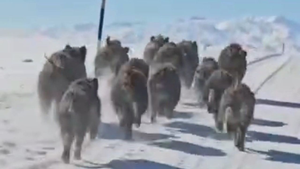 Başkale'de yaban domuzları yerleşim sınırlarına indi