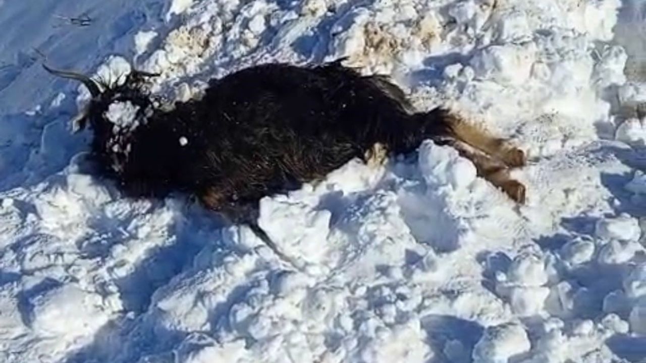 Batman'da çığ düşmesi: Yücebağ'da 45 küçükbaş telef oldu