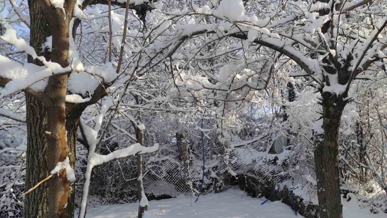 Batman'da Üç Gün Süren Kar Yağışı Beyaz Ormanlar Oluşturdu