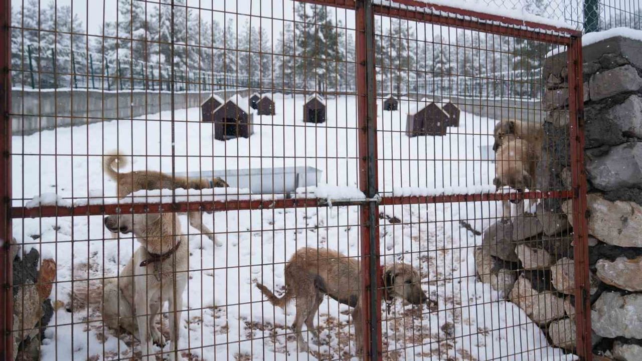 Battalgazi'de Malatya'nın ikinci hayvan barınağı açıldı