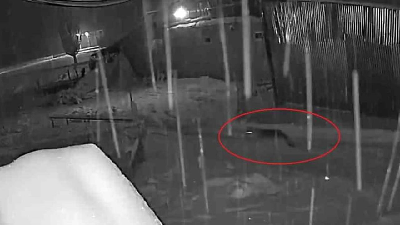 Bayburt Oruçbeyli'de 10 Kurt Sürüsü Köpeği Kovalarken Kamerada