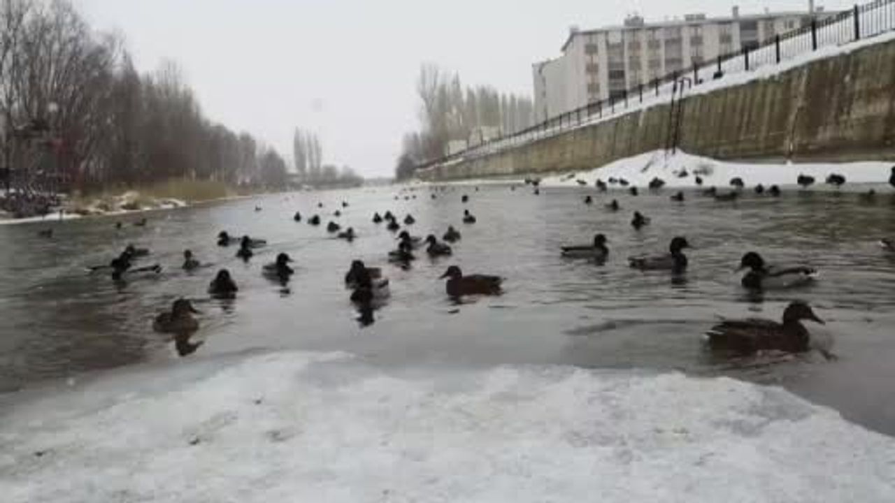 Bayburt’ta Çoruh Nehri’nde Kışlayan Yeşilbaşlı Ördekler