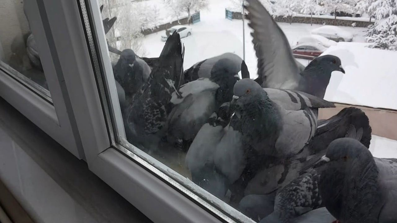 Bayburt’ta dondurucu soğuk: Güvercinler pencerelere akın etti