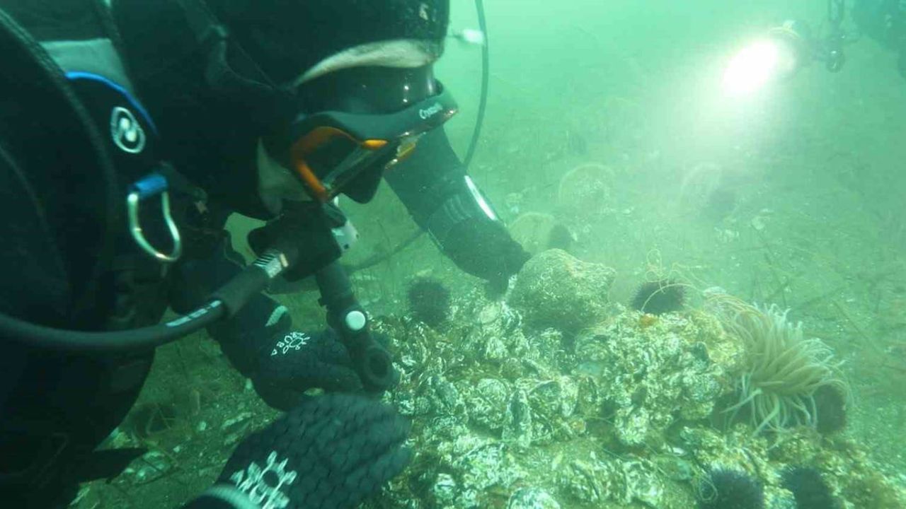 Belediye Başkanlarına Keşif Dalışı Çağrısı: Marmara'nın Pina ve Deniz Çayırları