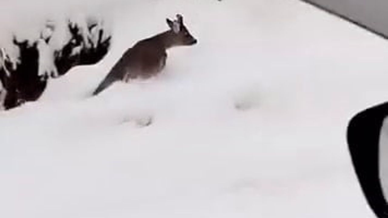 Beyaz örtüde şaşırtan karşılaşma: Akyazı'da yola inen karaca
