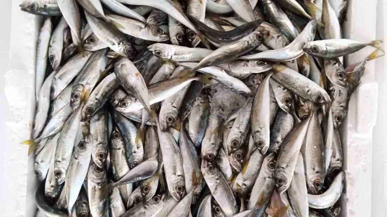 Beykoz'da ele geçirilen 204 kasa istavrit ihtiyaç sahiplerine ulaştırıldı