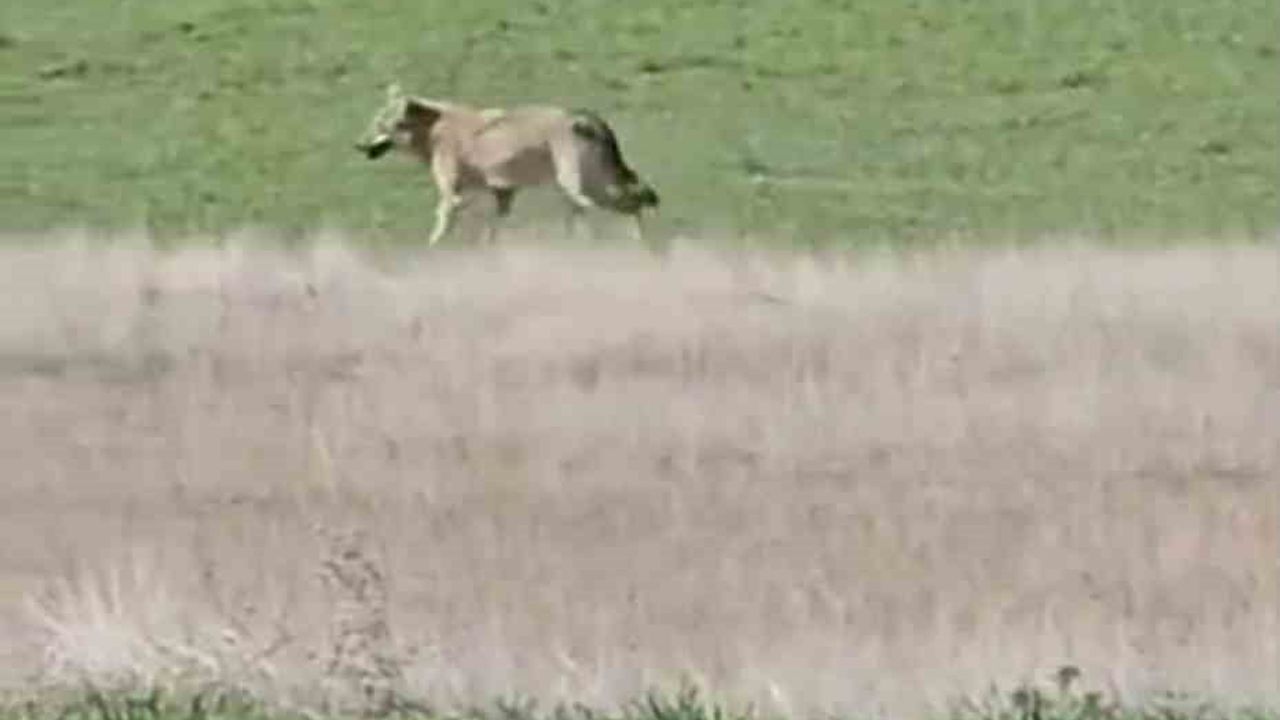 Beypazarı'nda aç kalan kurtlar tarlalara indi