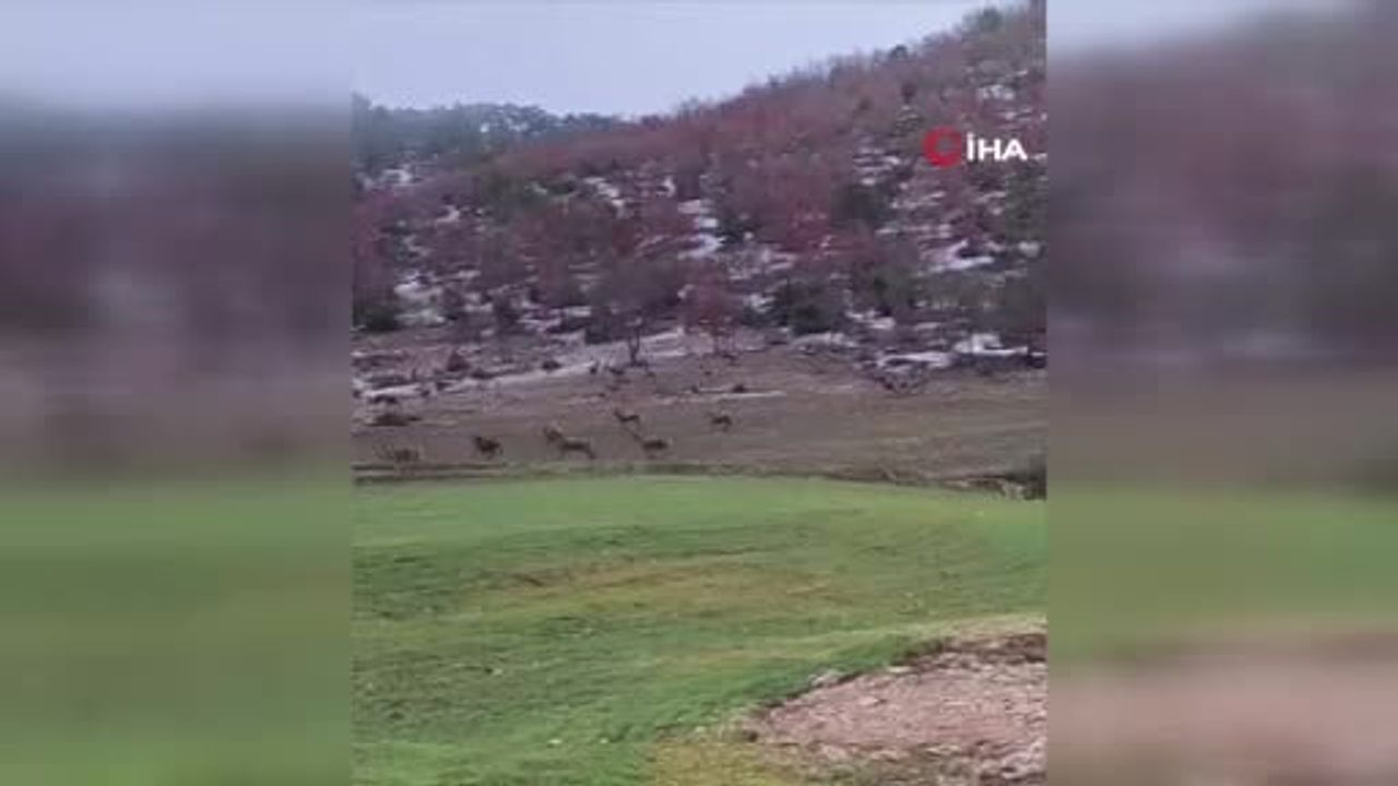 Beypazarı’nda Aç Kalan Yaban Geyikleri Yerleşim Yollarına İndi