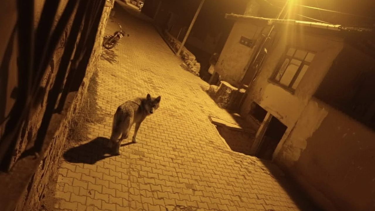Beypazarı’nda kurtlar şehre indi; çöpleri karıştırırken görüntülendi