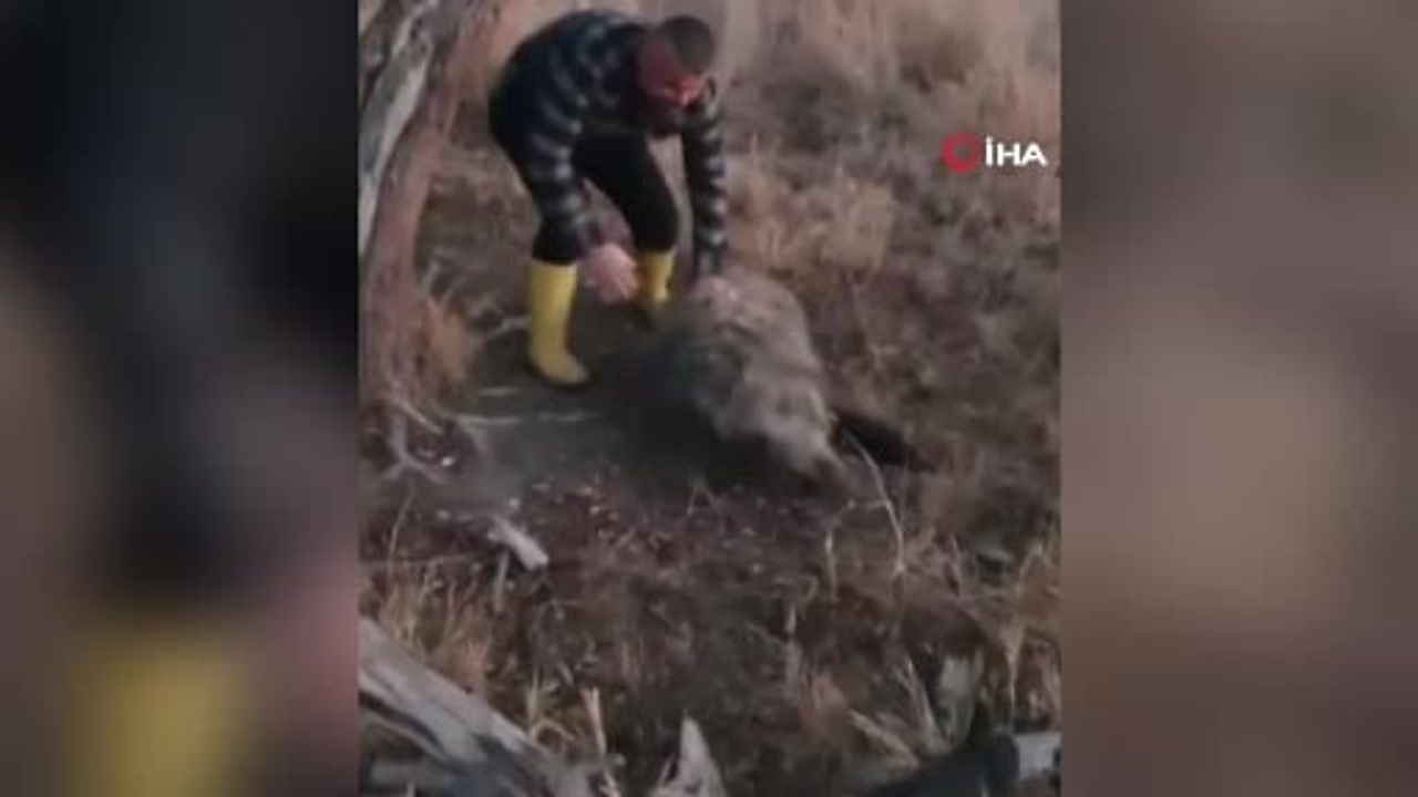Beyşehir’de arazide yaban domuzunu elleriyle yakaladı