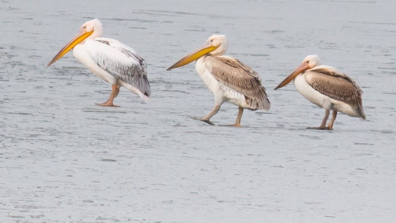 Beyşehir Gölü kıyısında buzlu yüzeyde pelikanlar fotoğrafçılara ilham verdi