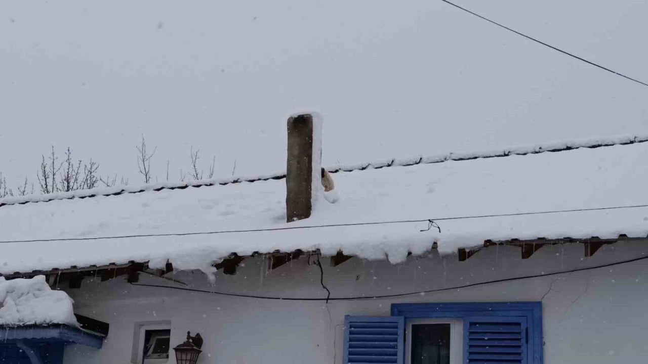Bilecik'te çatıda mahsur kalan yavru köpek kurtarıldı