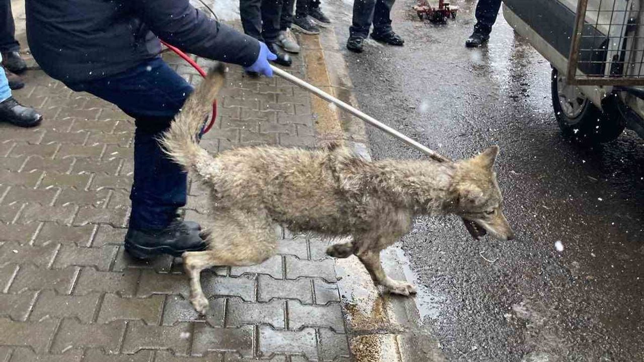 Bingöl'de lastikçiye giren kurt belediye ekiplerince yakalandı