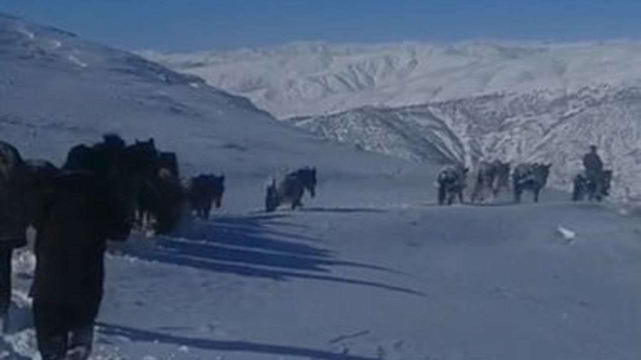 Bitlis Hizan'da karda mahsur kalan at ve katırlar kurtarıldı