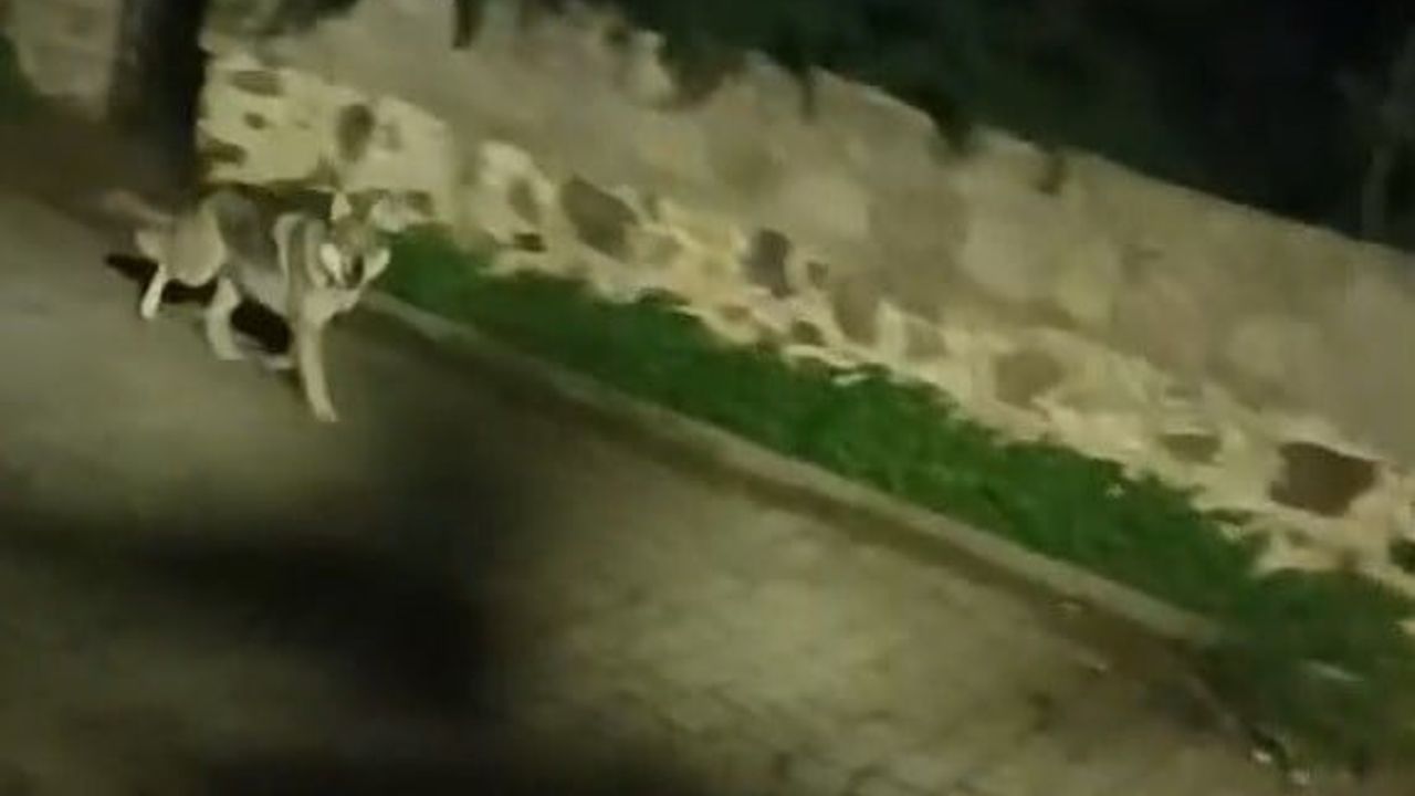 Bodrum'da kurt sürüsüyle karşılaşma