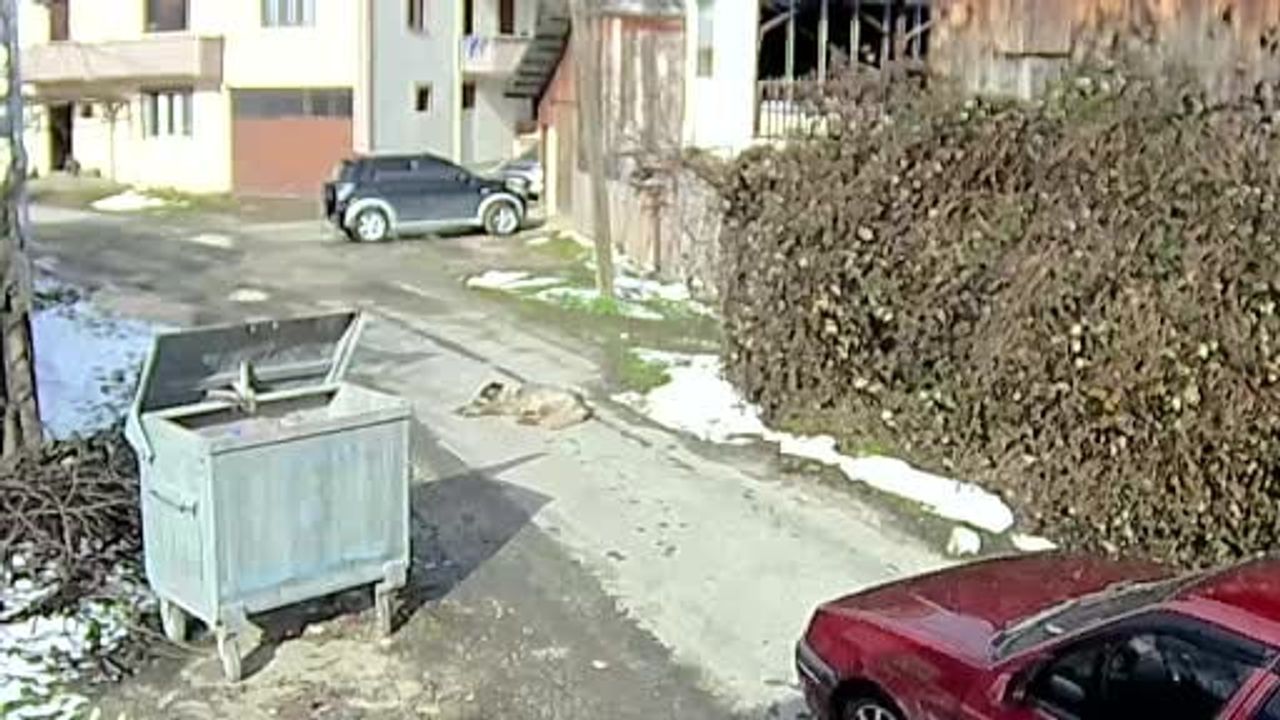 Bolu'da aracıyla köpeğin üzerinden geçen sürücü yakalandı