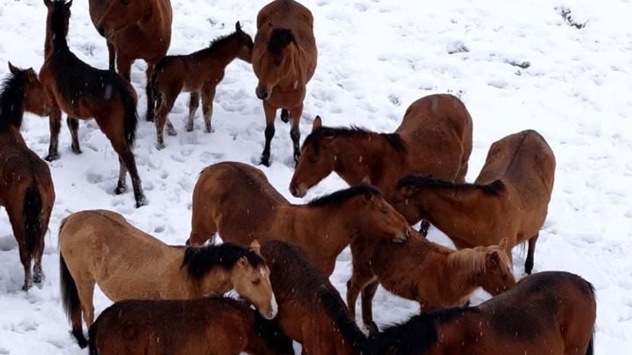 Bolu'da Kar Nedeniyle Aşağı İnen Yılkı Atlarına Belediye Müdahalesi