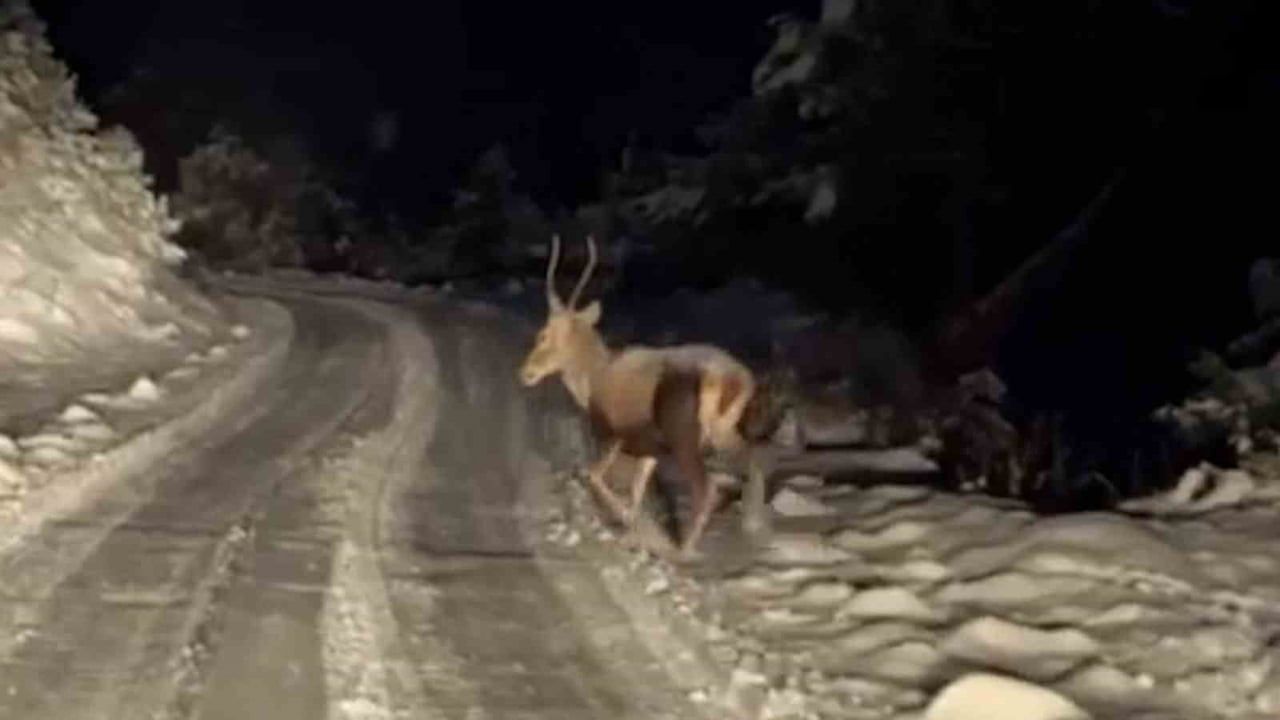 Bolu'da kar sonrası geyik ve karacalar yollara indi