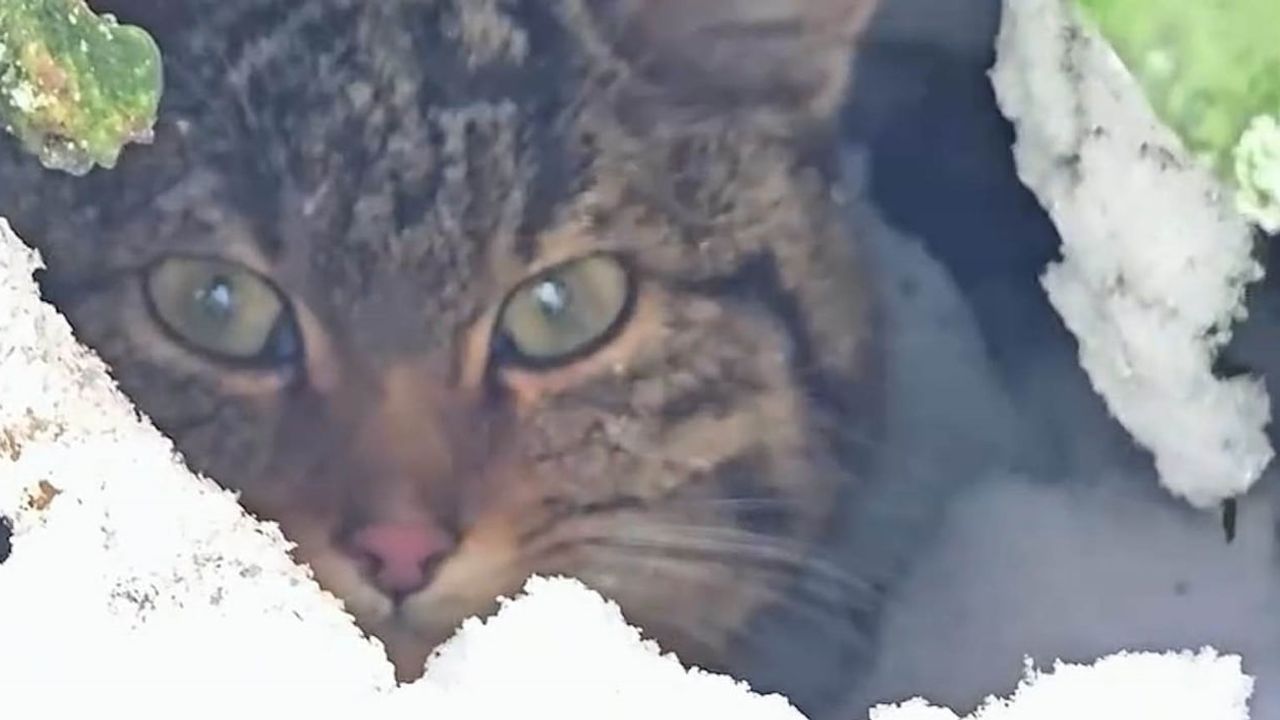 Bolu'da karda saklanan yaban kedisi görüntülendi
