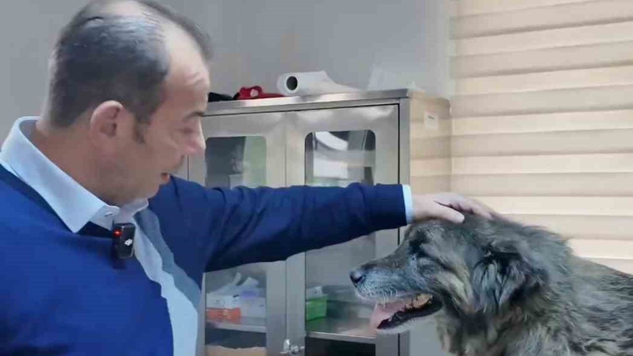 Bolu'da röntgende 300-400 saçma tespit edilen köpek tedavi altında