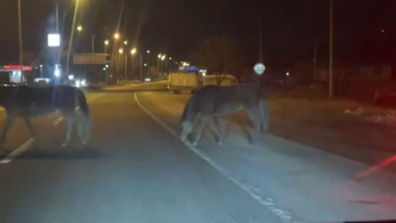 Bolu’da yılkı atları D-100 karayolunun orta refüjinde otladı
