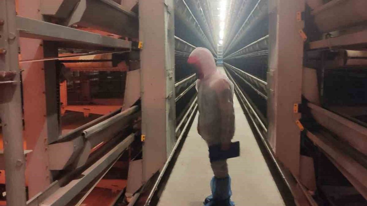 Bolvadin'de kanatlı hayvan ve yumurta üretim tesislerinde denetim