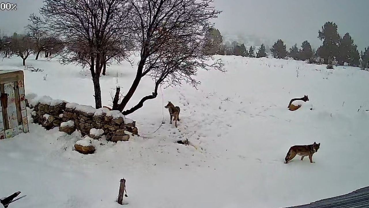 Bozyazı'da 3 kurt köye indi — güvenlik kamerası kayıtları