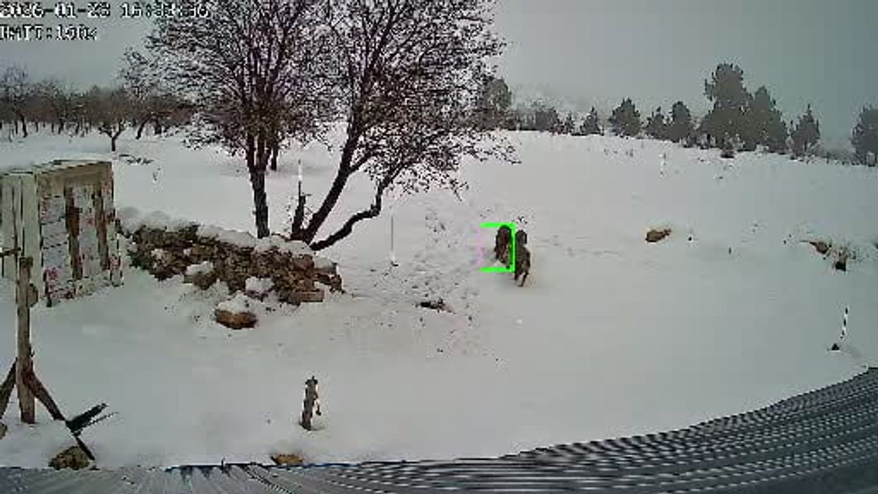 Bozyazı Elmakuzu'da üç kurt yerleşim alanına indi