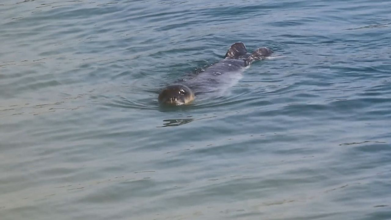 Bozyazı kıyılarında Akdeniz fokları koruma altında