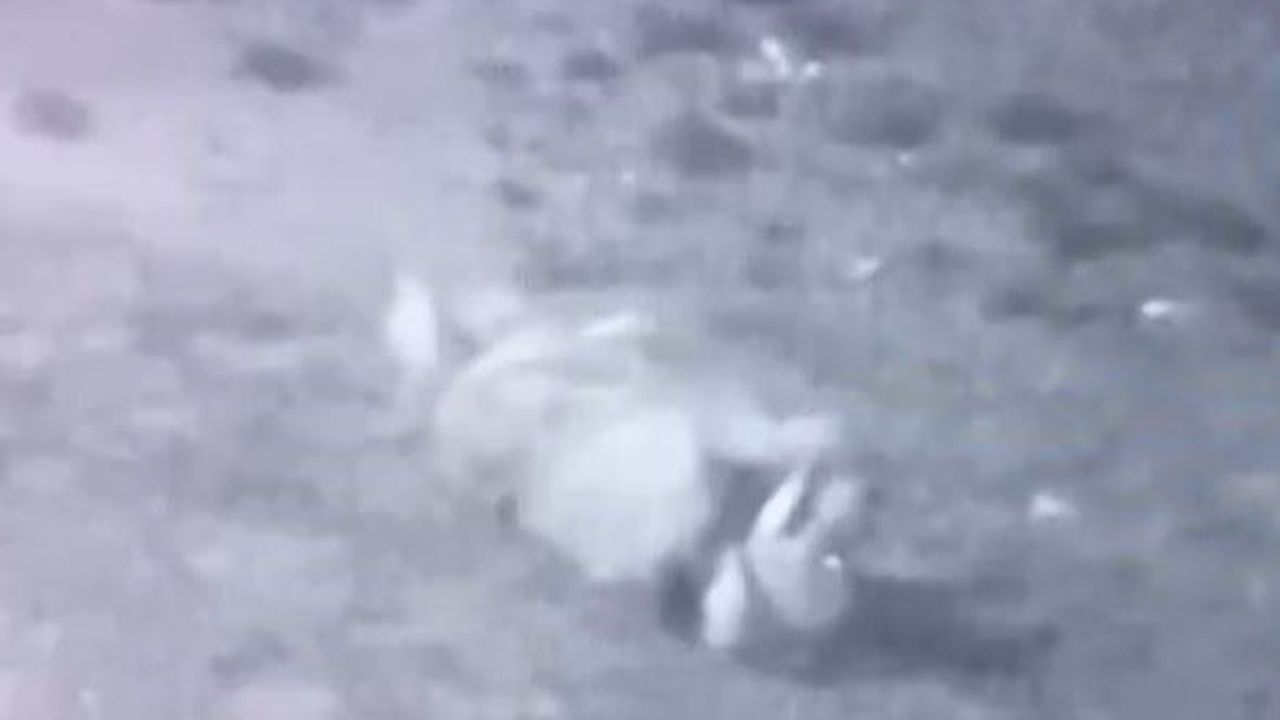 Bucak’ta sokak köpekleri bahçedeki sahipli köpeği parçaladı