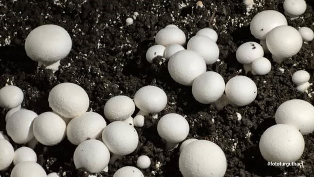 Bulancak'ta öğrenciler tarafından yetiştirilen kültür mantarı hasadı