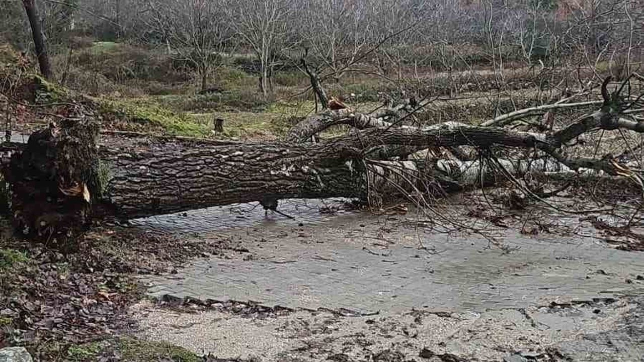 Buldan'da asırlık kavak ağacı şiddetli fırtınada devrildi