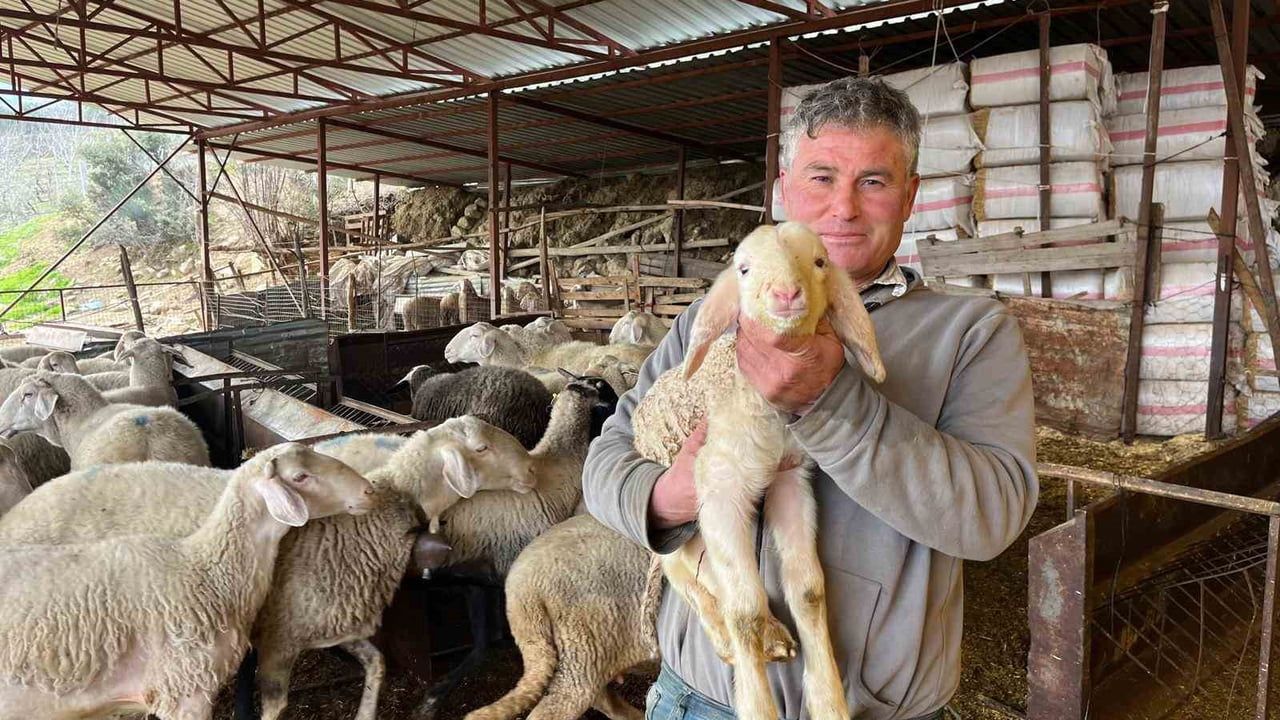 Buldan'da soğuk havada doğan kuzular üreticiyi sevindirdi