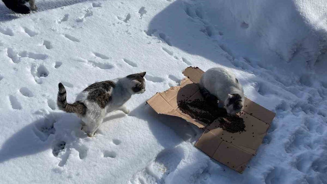 Bünyan'da Sokak Hayvanlarına Mama Desteği