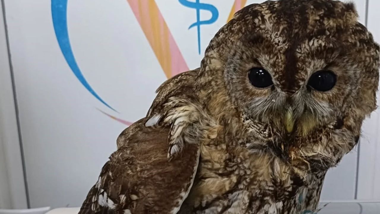 Burhaniye'de soğuk hava yaban hayatını etkiledi