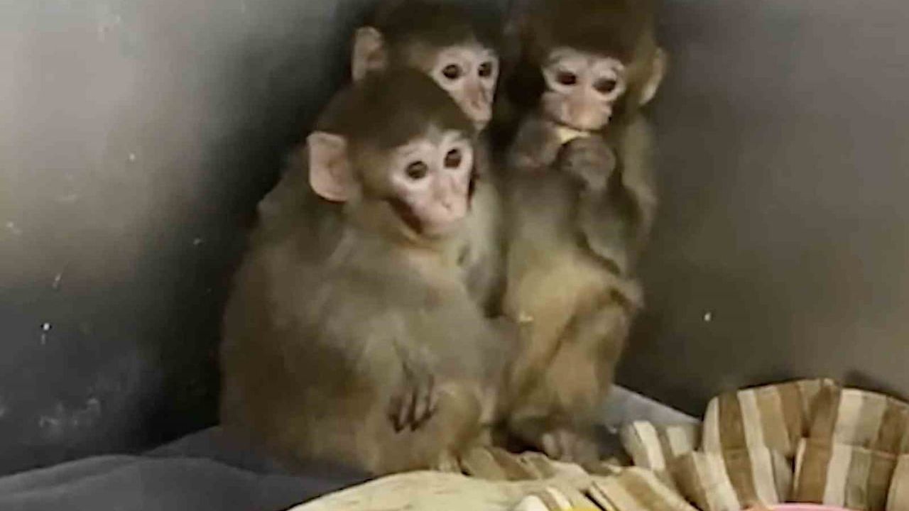 Bursa'da 3 makak maymunu koruma altına alındı