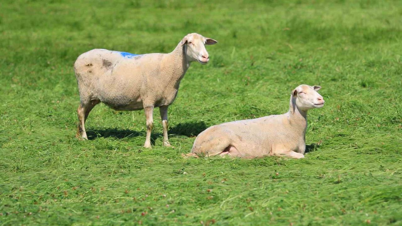 Bursa’da küçükbaş hayvancılık projesi: 30 aileye 15 koyun ve 1 koç