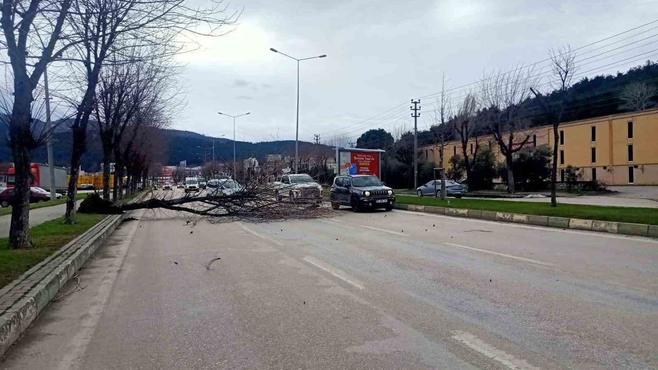Bursa'da lodos refüjdeki ağaçları devirdi: Araçlar altında kaldı, sürücüler 112'yi aradı