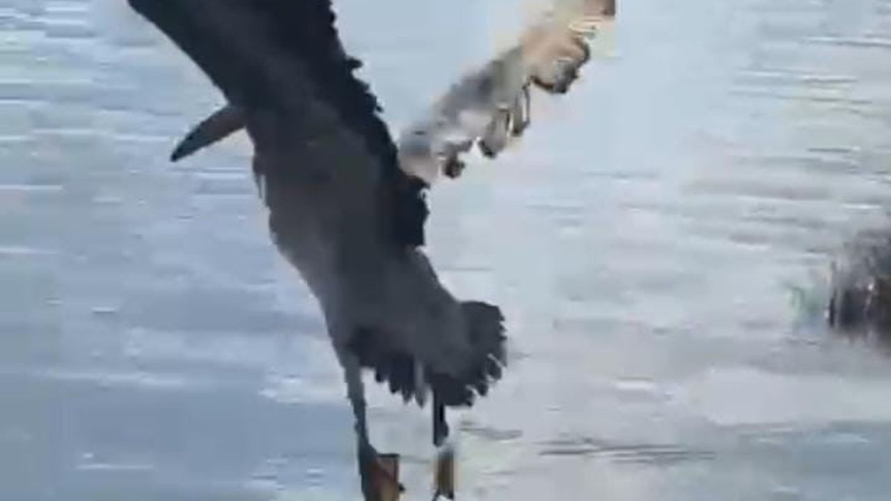 Bursa’da tedavisi tamamlanan ak pelikan Karacabey’de doğaya salındı